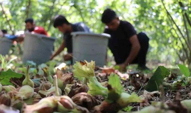 Samsun Terme'de fındık işçi yevmiyesi açıklandı 