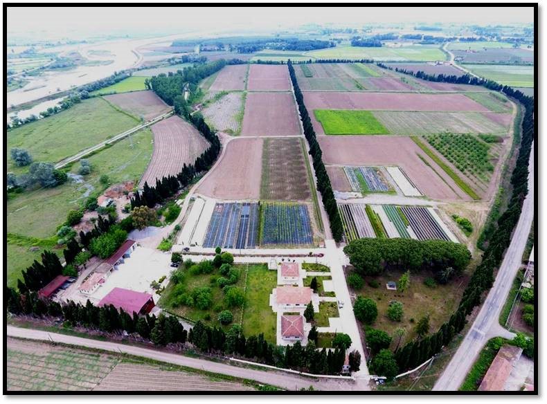 Samsun'da üretiliyor, Türkiye yeşilleniyor