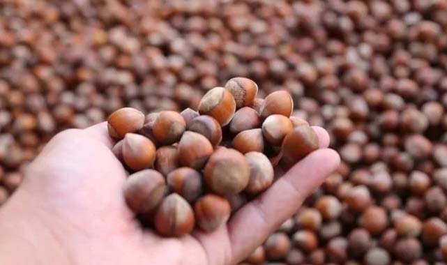 2024 fındık fiyatları açıklandı mı?