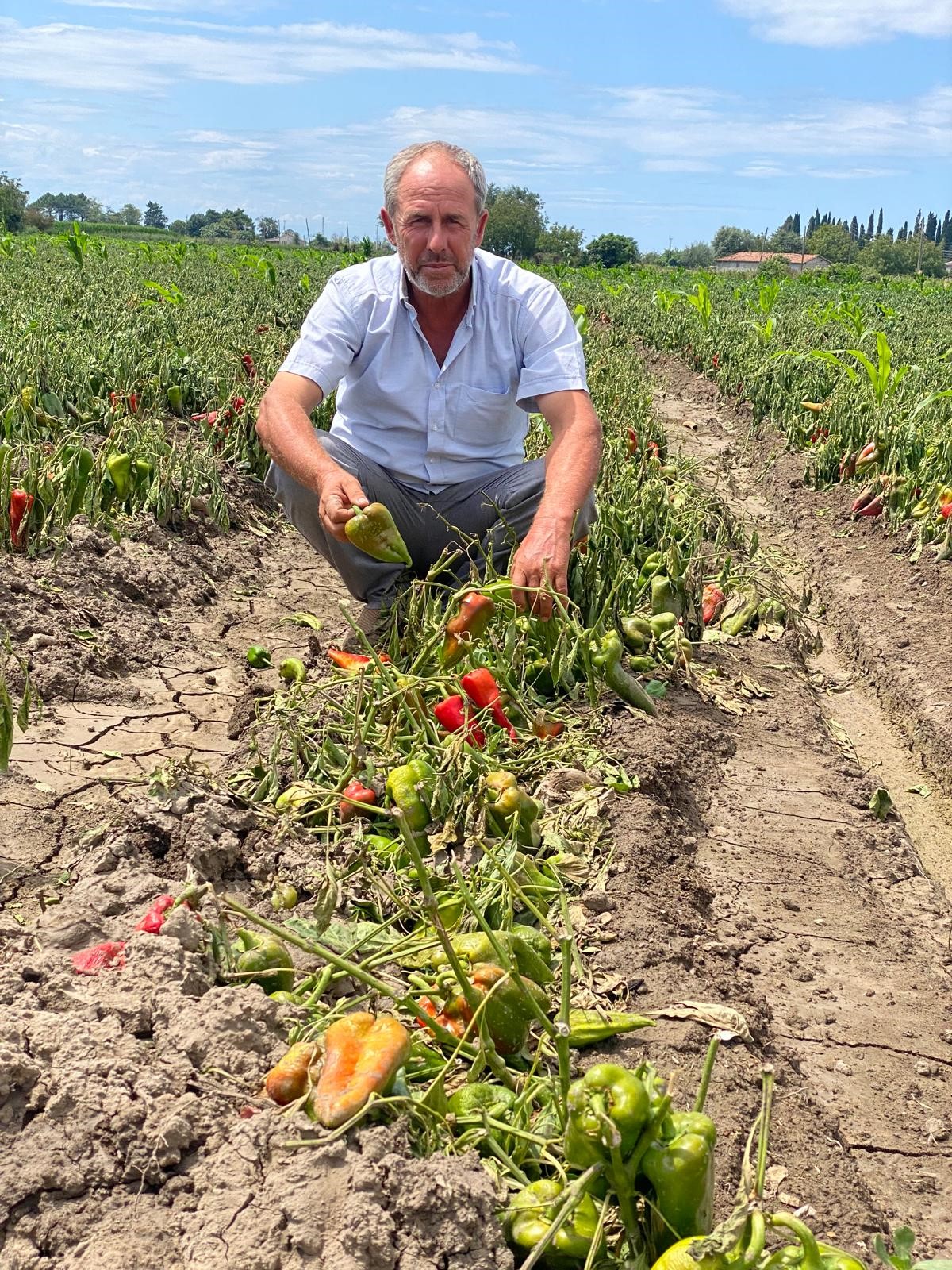 Samsun'da sağanak yağış Bafra Ovası'ndaki ürünleri çürüttü! Üreticiler isyan etti