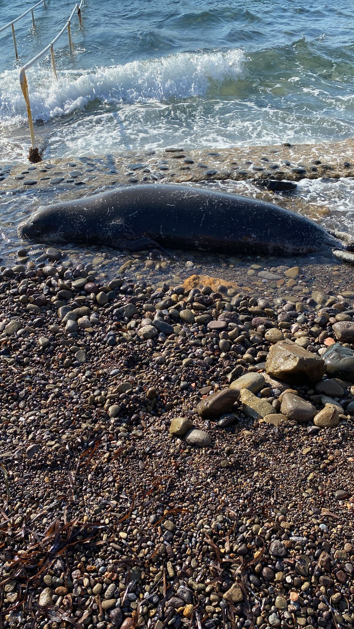 Muğla'nın Bodrum ilçesinde 2,5 metre boyunda bir Akdeniz foku sahile vurdu