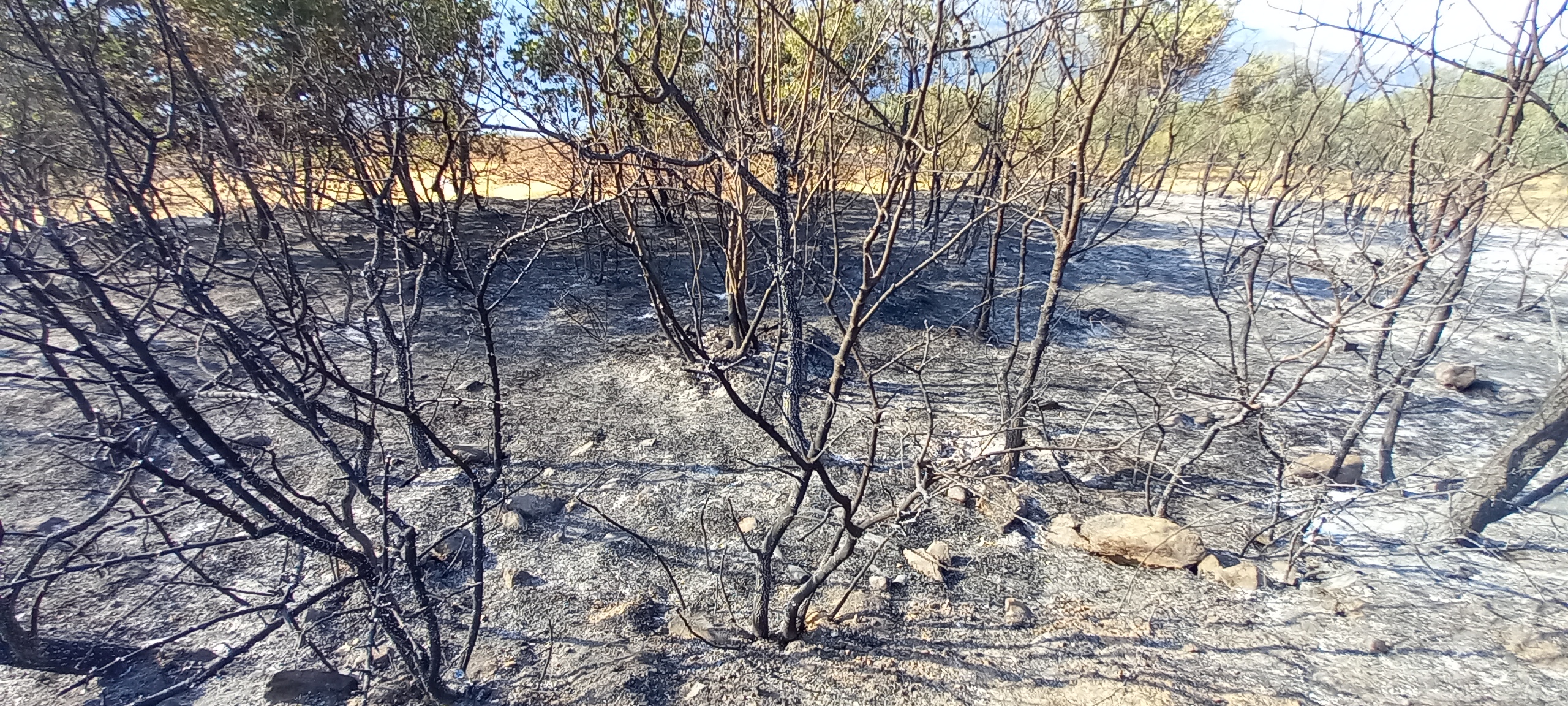 Manisa'nın Salihli ilçesinde çıkan yangın 5. saatte kontrol altına alındı