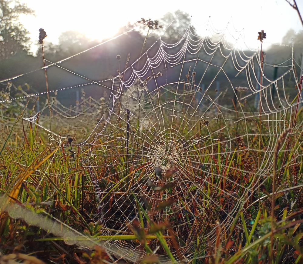 Örümceklerin ağ örme sanatı: Doğanın mucizesi