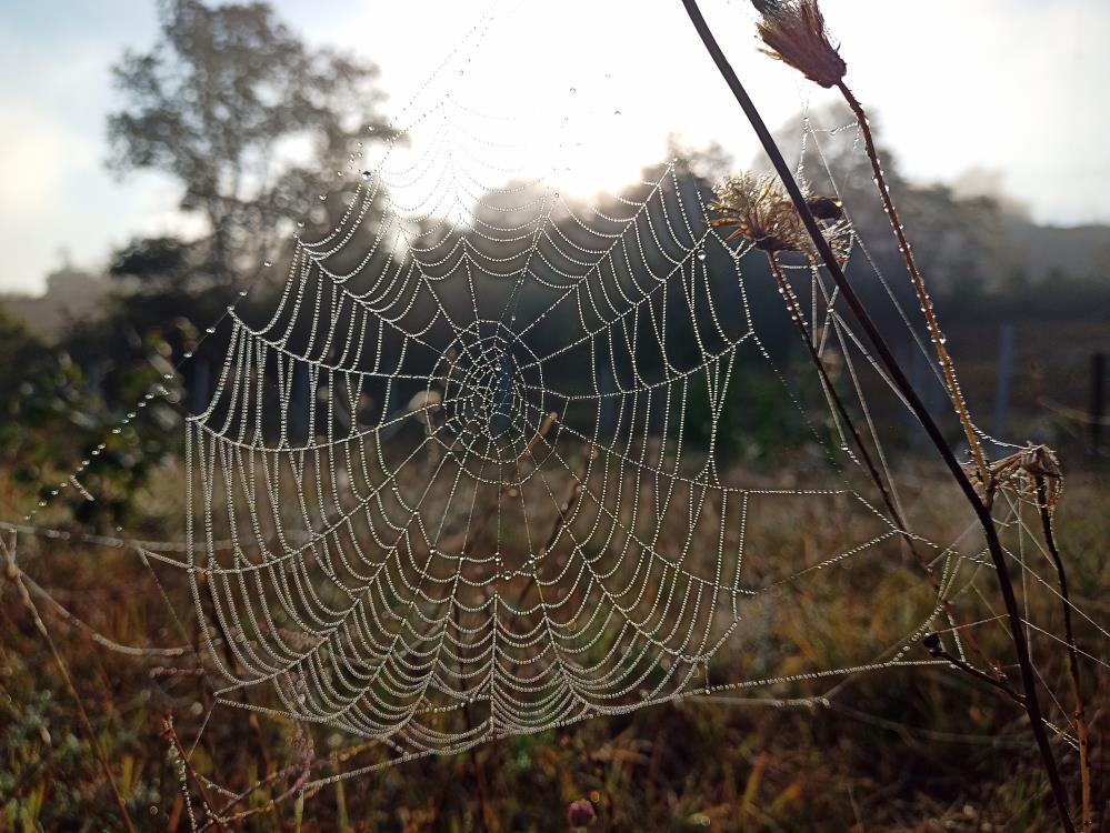 Örümceklerin ağ örme sanatı: Doğanın mucizesi