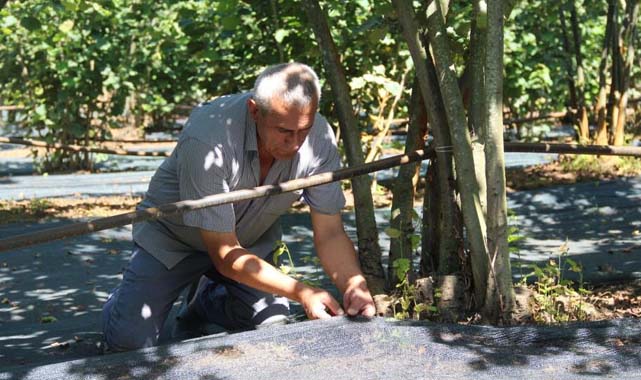 Çarşamba'da fındık hasadında file sistemi yaygınlaşıyor