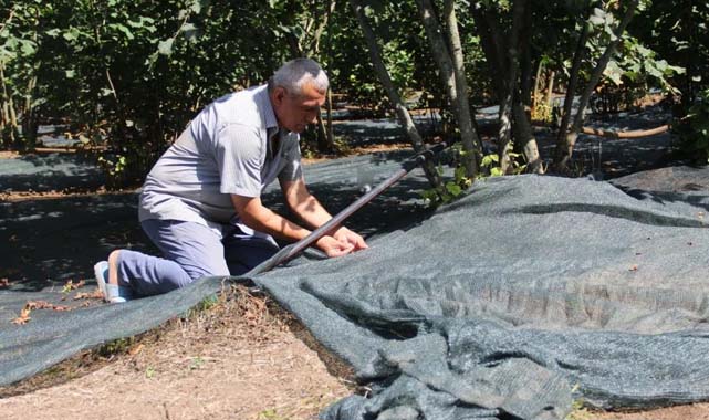 Çarşamba'da fındık hasadında file sistemi yaygınlaşıyor