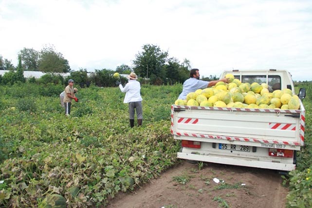 Samsun'da süheyla kavununda bereketli hasat!
