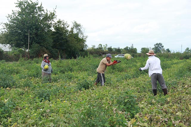 Samsun'da süheyla kavununda bereketli hasat!