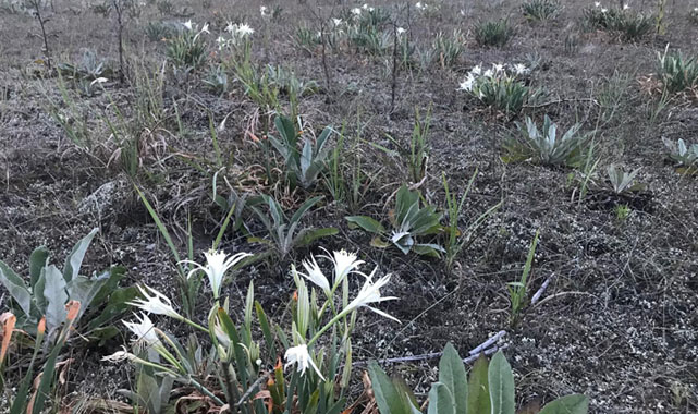 CHP'li Tekcan: Doğa Koruma ve Milli Parklar Müdürlüğü koruma altındaki zambakları söküyor