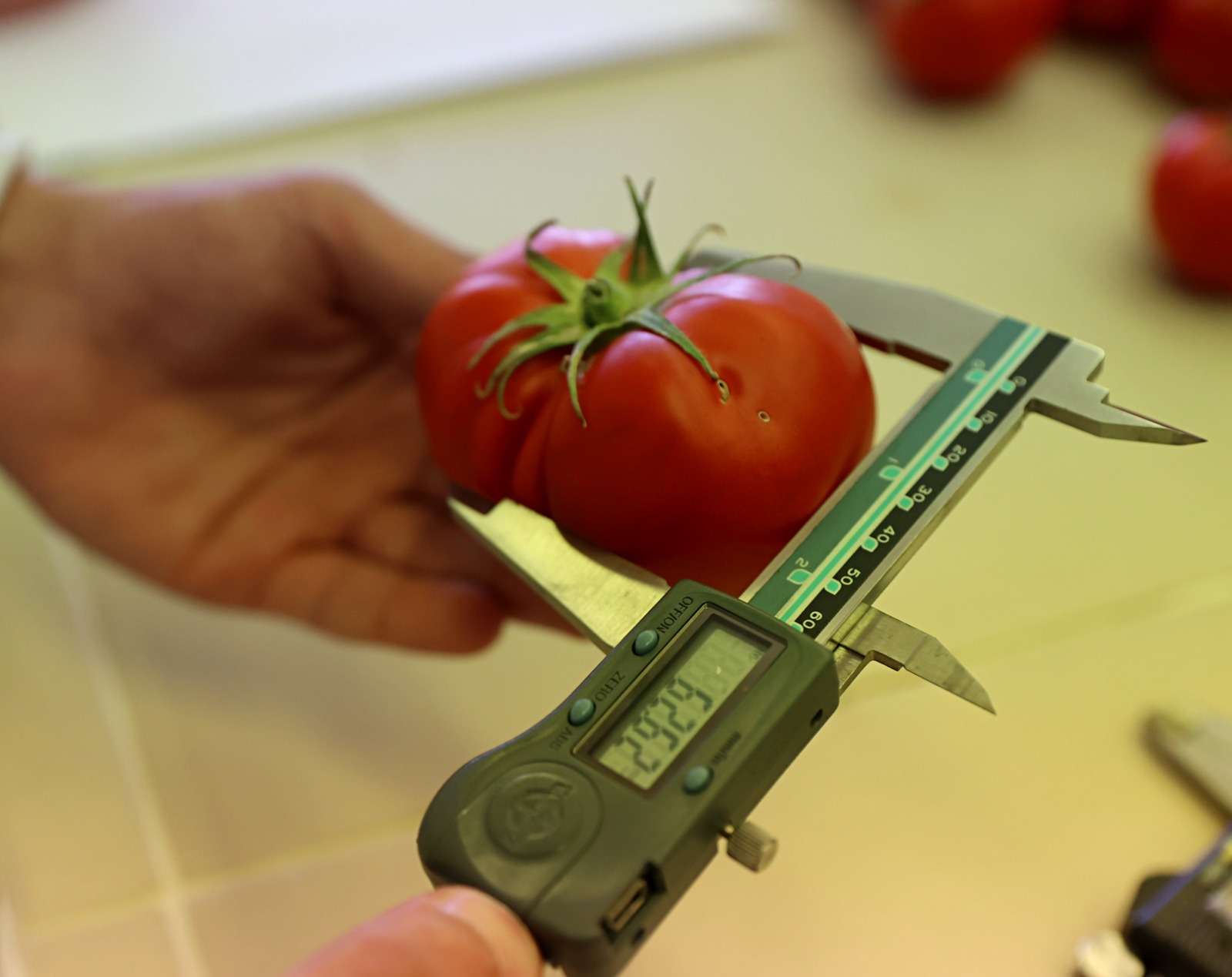 OMÜ'nün çevre dostu projesi ile hamsi gübresinden domates