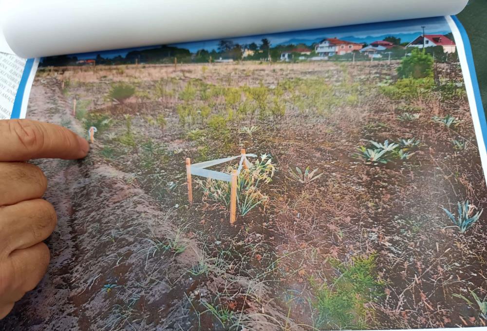 Şenol Kul: Kum zambaklarına zarar vermedik yerini değiştirdik