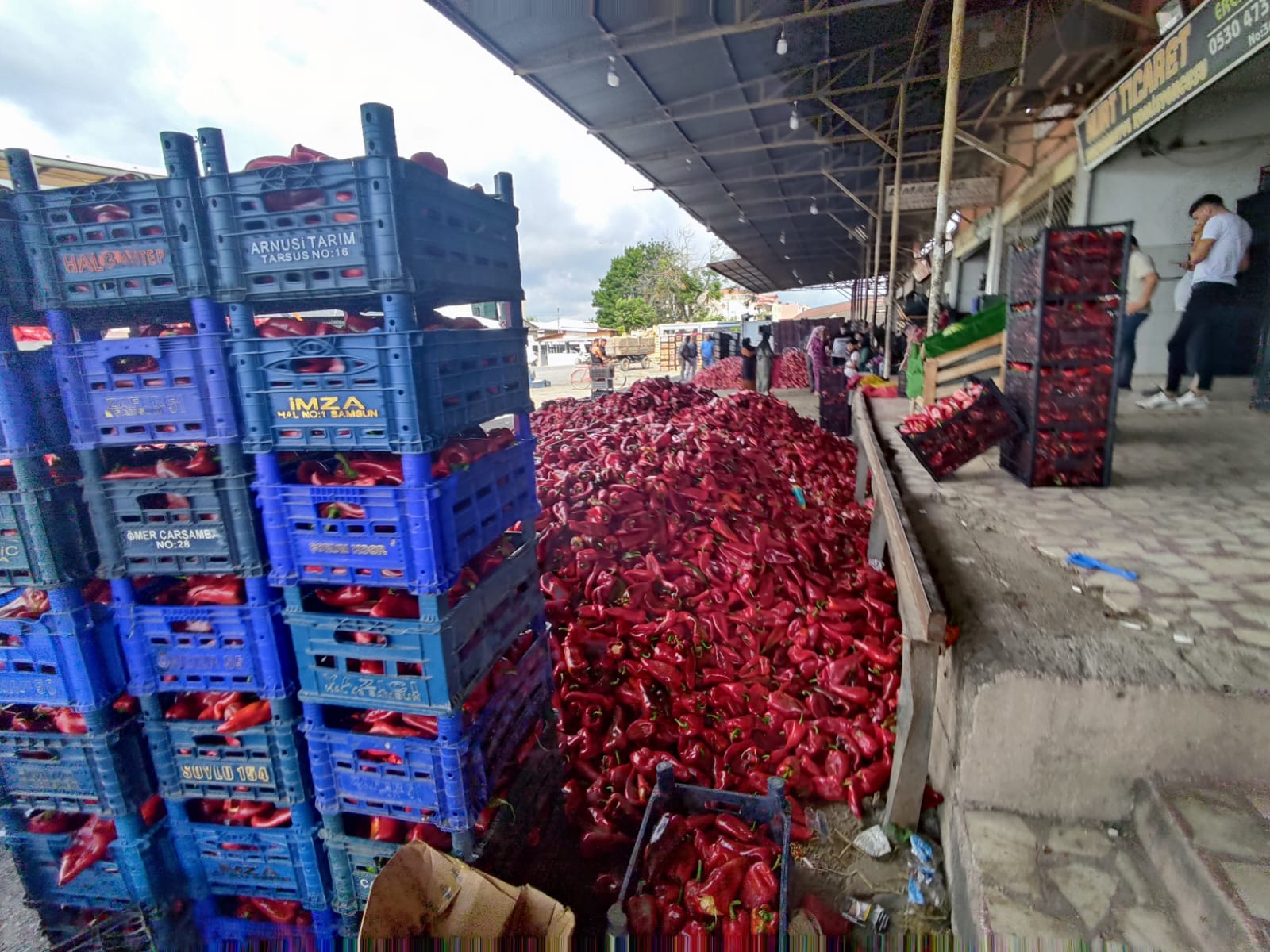 Bafra Ovası'nda dönüm başına 30 bin TL'ye satılan biber, üreticinin yüzünü güldürmedi