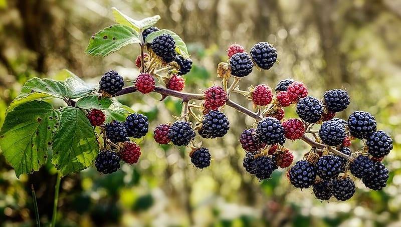 Böğürtlenin bitmeyen faydaları kanser derdine deva