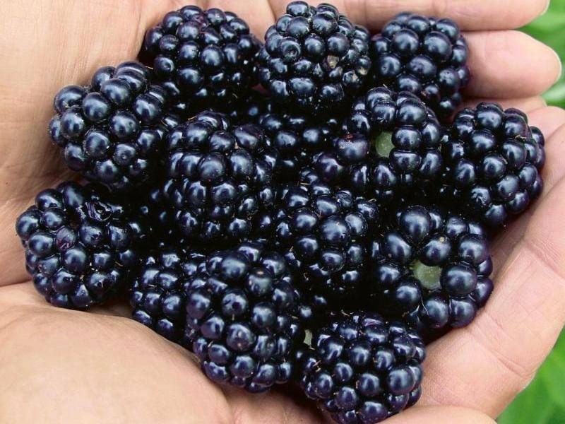 Böğürtlenin bitmeyen faydaları kanser derdine deva