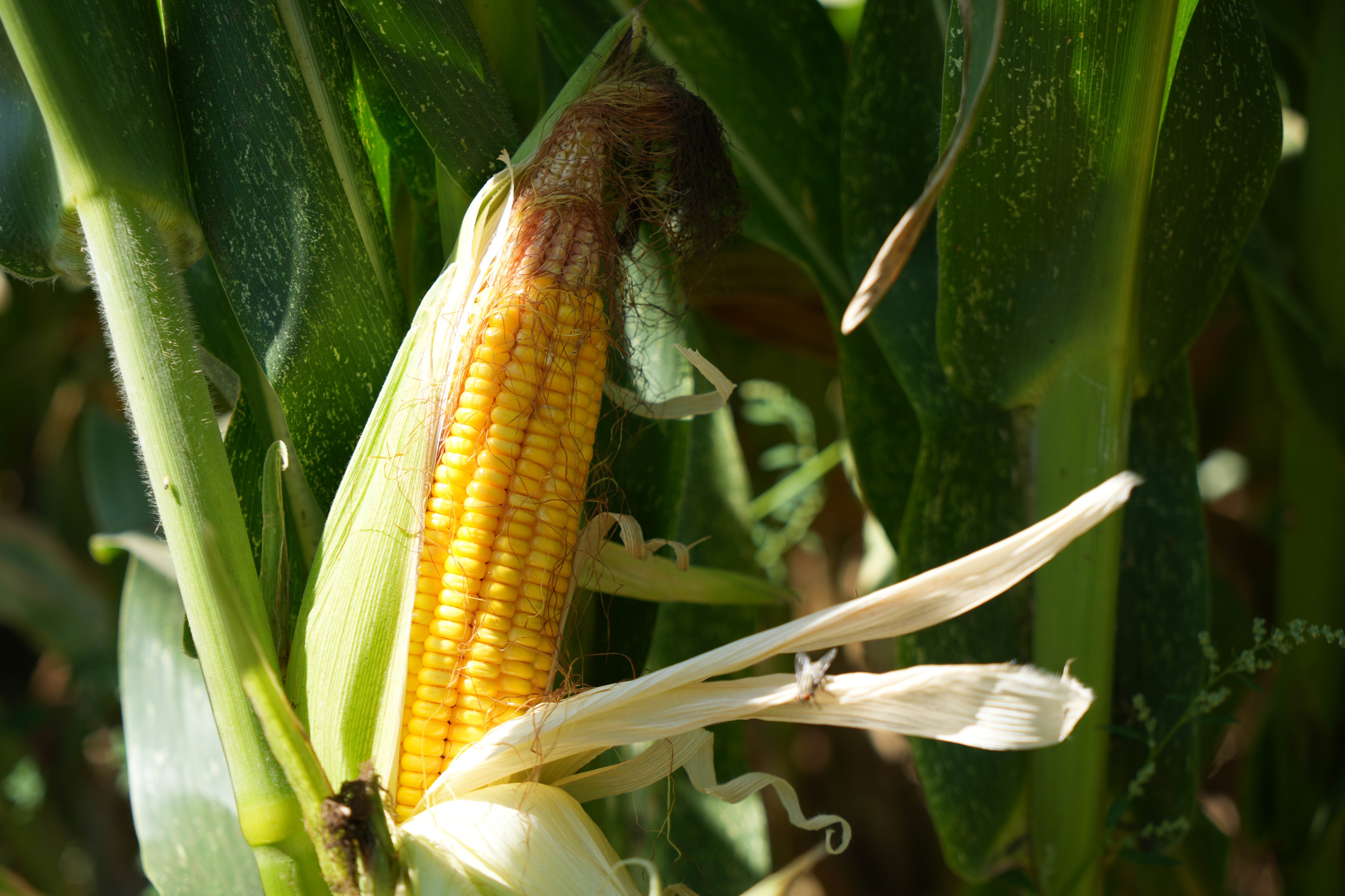 Bafra Ovası'nda rekor silajlık mısır hasadı