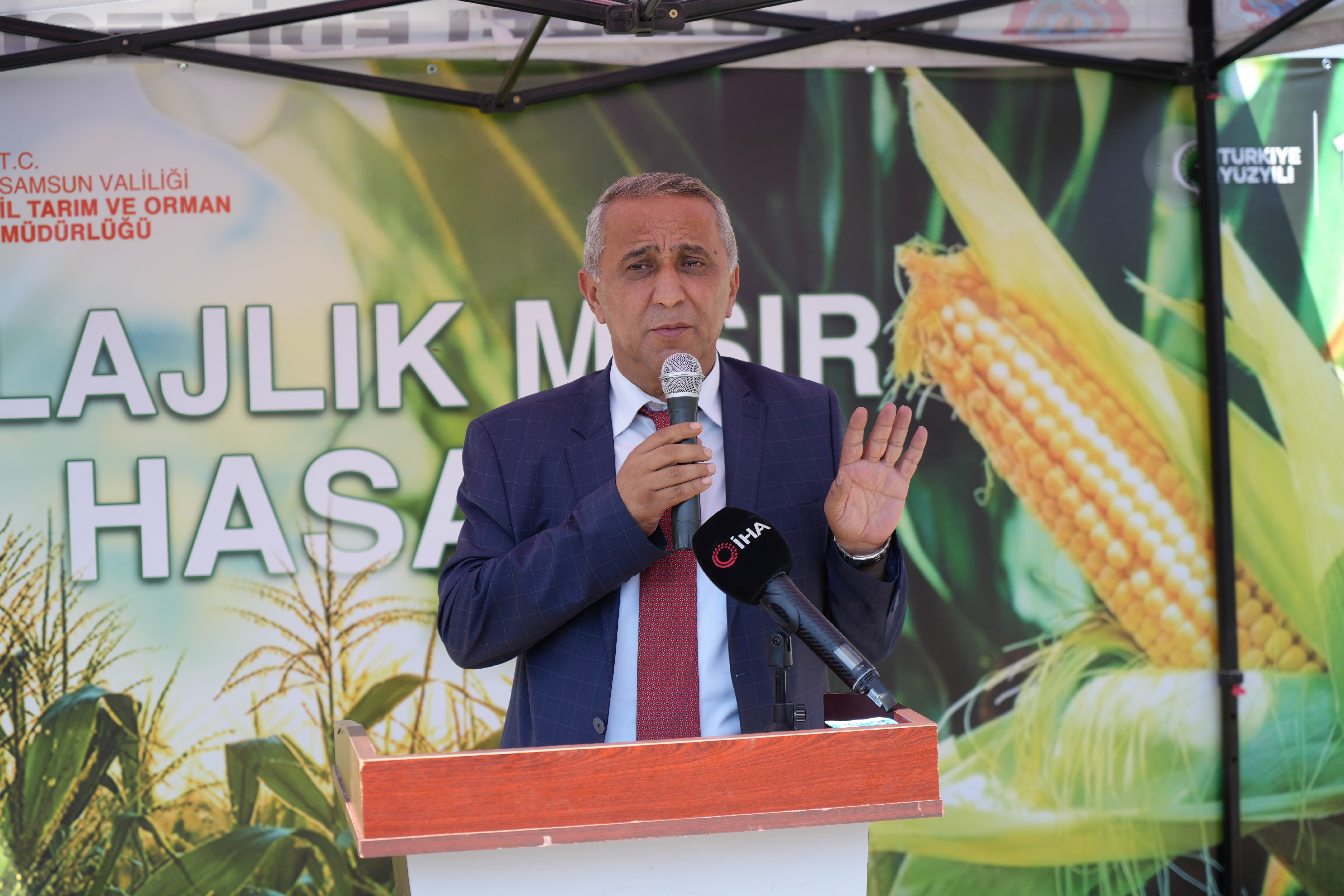 Bafra Ovası'nda rekor silajlık mısır hasadı