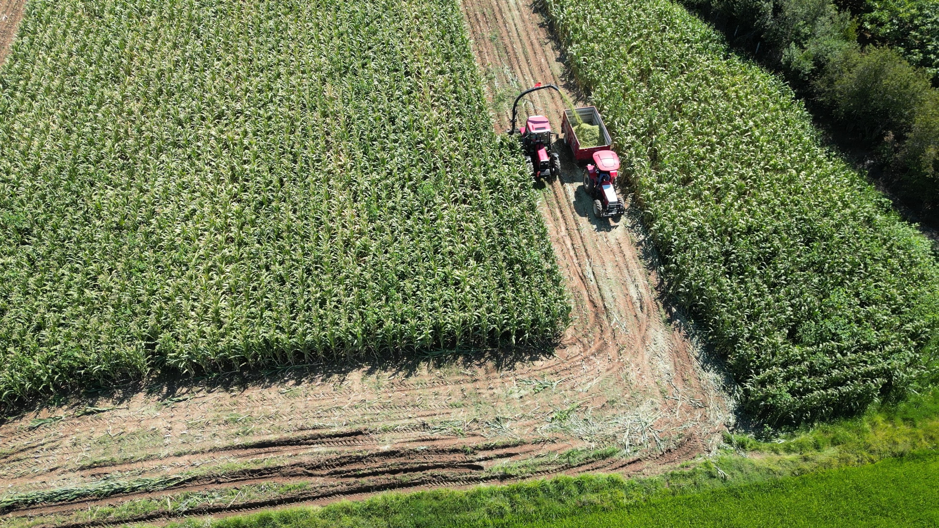 Bafra Ovası'nda rekor silajlık mısır hasadı