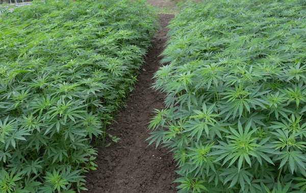 OMÜ'den savunma sanayisine kenevir devrimi