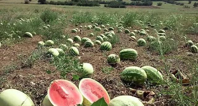 Çiftçi satamıyor! Tüketici alamıyor!