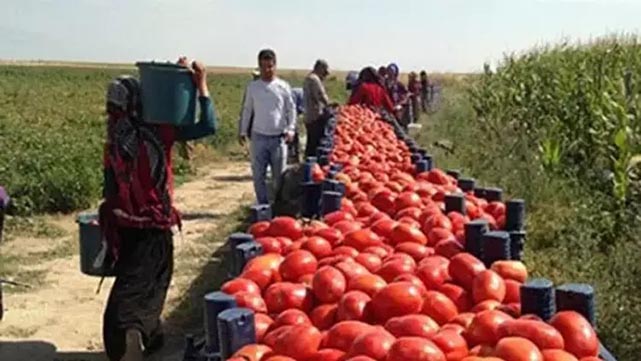 Çiftçi satamıyor! Tüketici alamıyor!