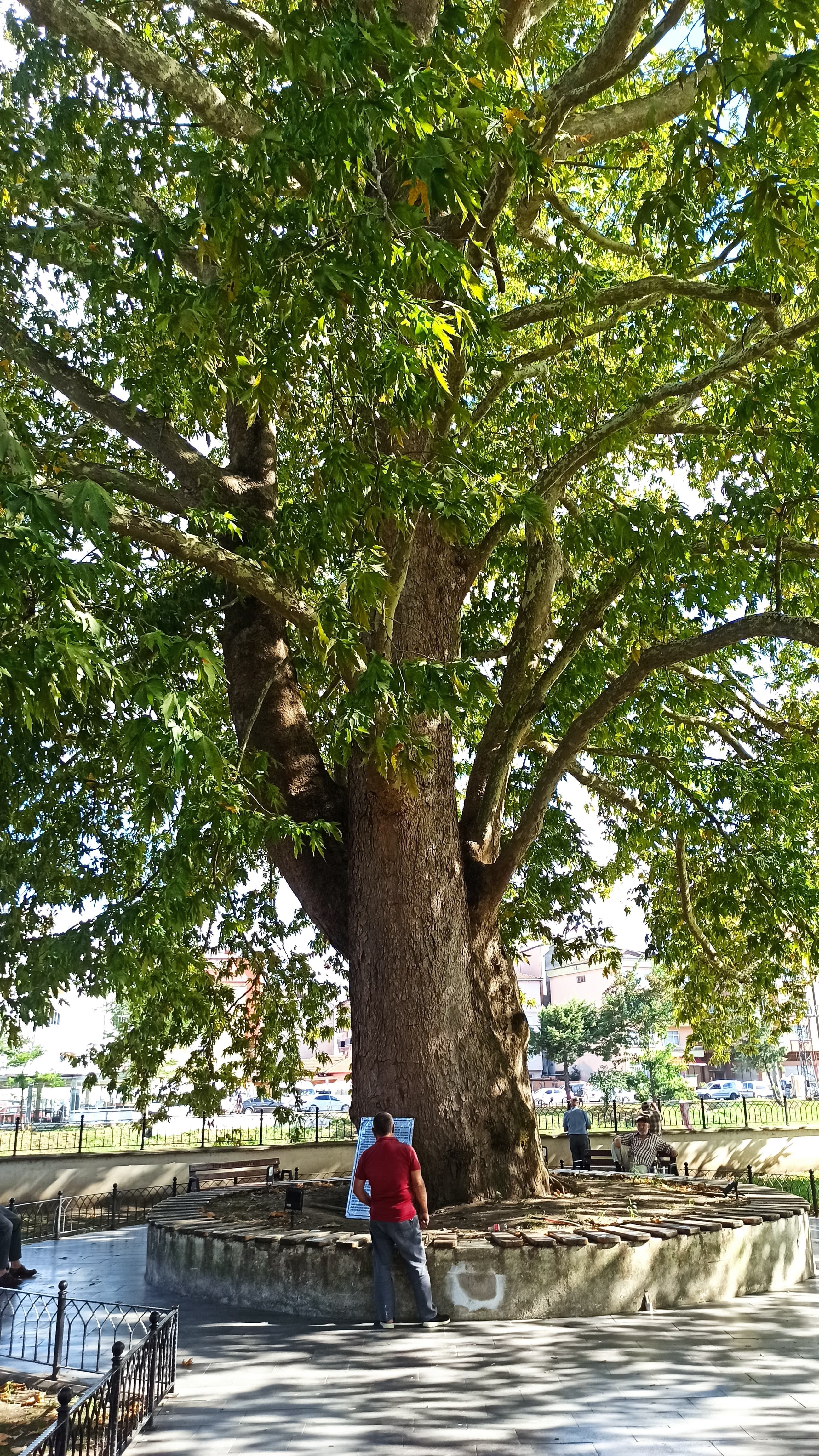 Samsun'un Terme ilçesinde dev çınar ağacı halkın gölgesi oldu