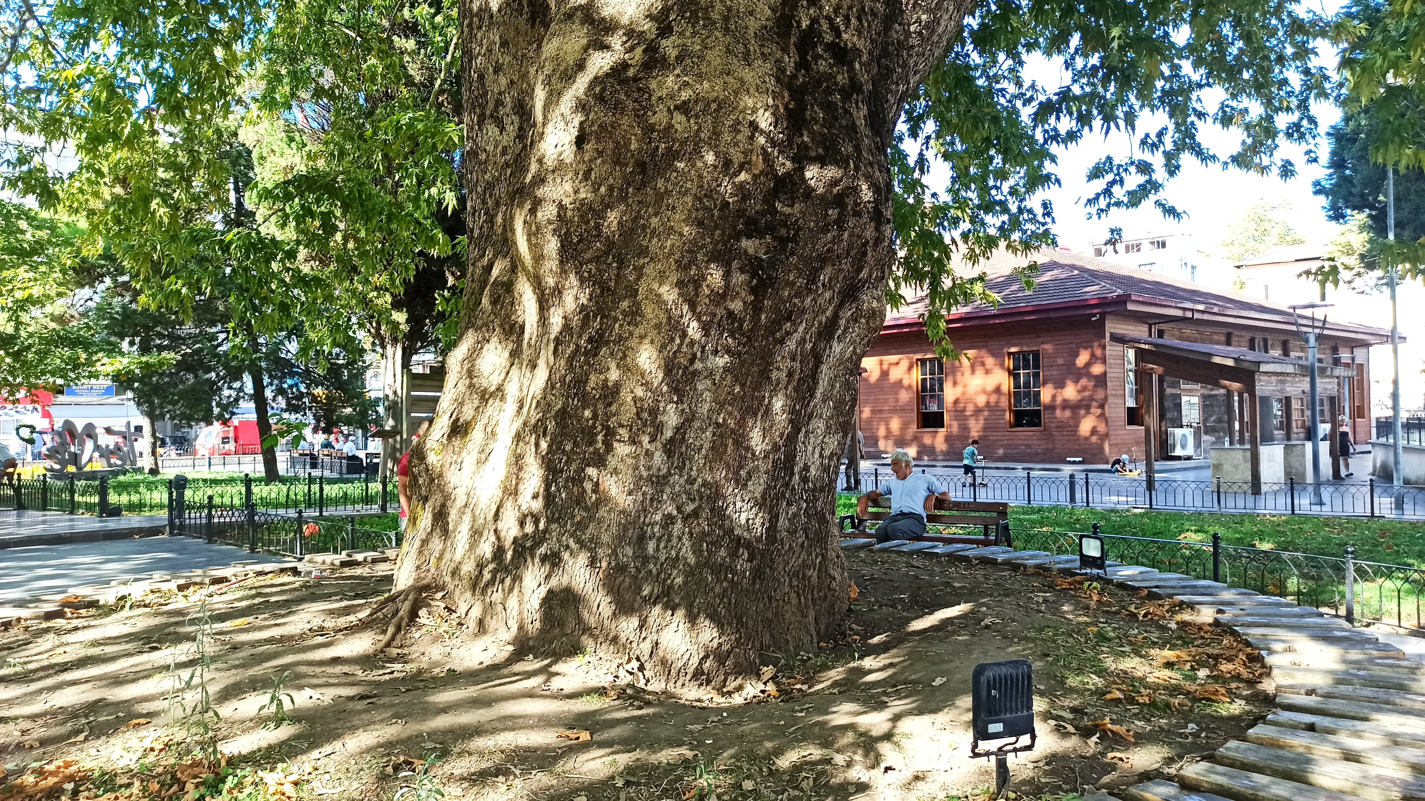 Samsun'un Terme ilçesinde dev çınar ağacı halkın gölgesi oldu