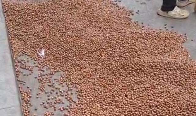 Samsun'da fındık üreticisi satamadığı fındığını sokağa döktü