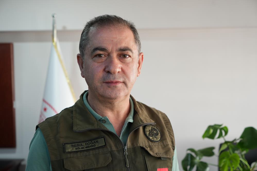 Samsun'da domuzlar çoğaldı! Avcılara çağrı