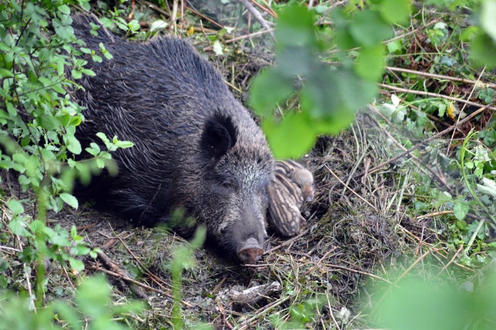 Samsun'da domuzlar çoğaldı! Avcılara çağrı