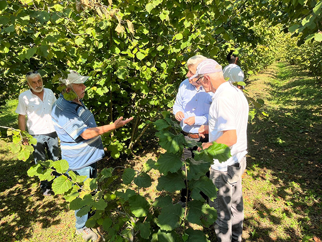Fındıkta şok iddia! 60 liraya kadar düştü