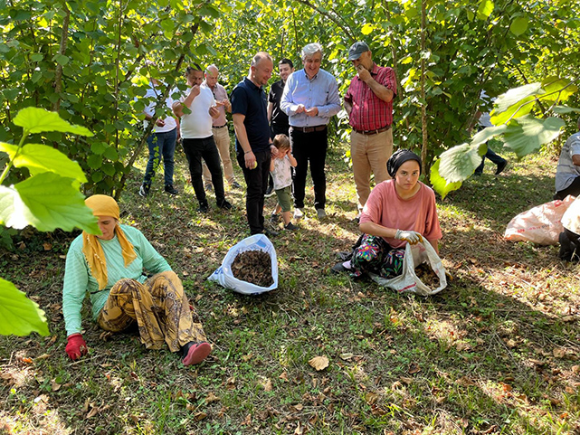 Fındıkta şok iddia! 60 liraya kadar düştü