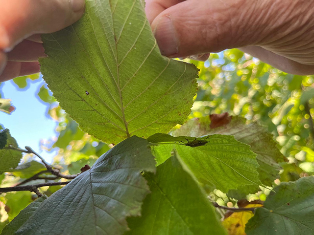 Fındıkta şok iddia! 60 liraya kadar düştü