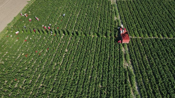 Bafra’da kapya biber hasadı başladı