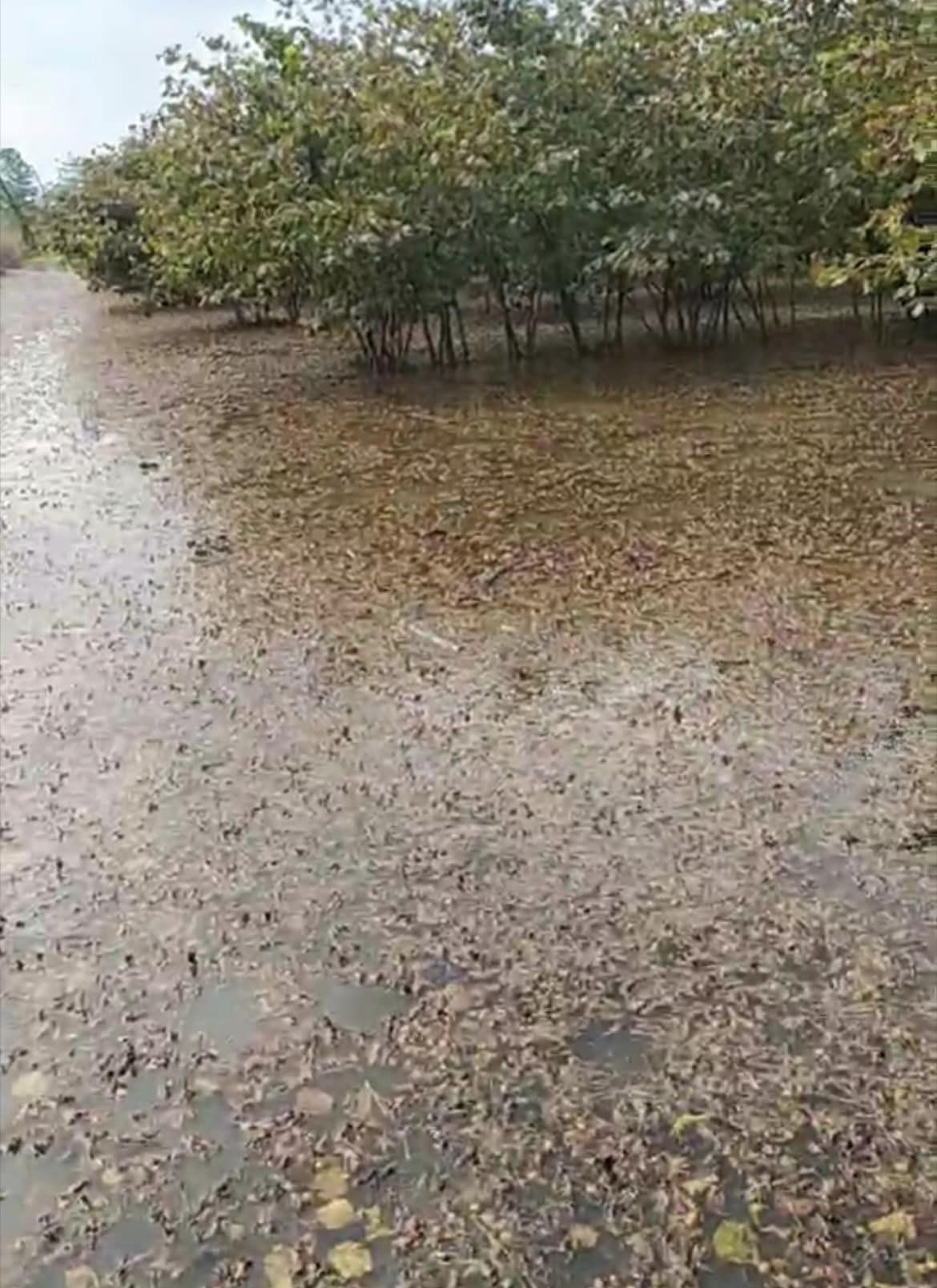 Samsun'un Çarşamba ilçesinde tarım araziler sular altında kaldı