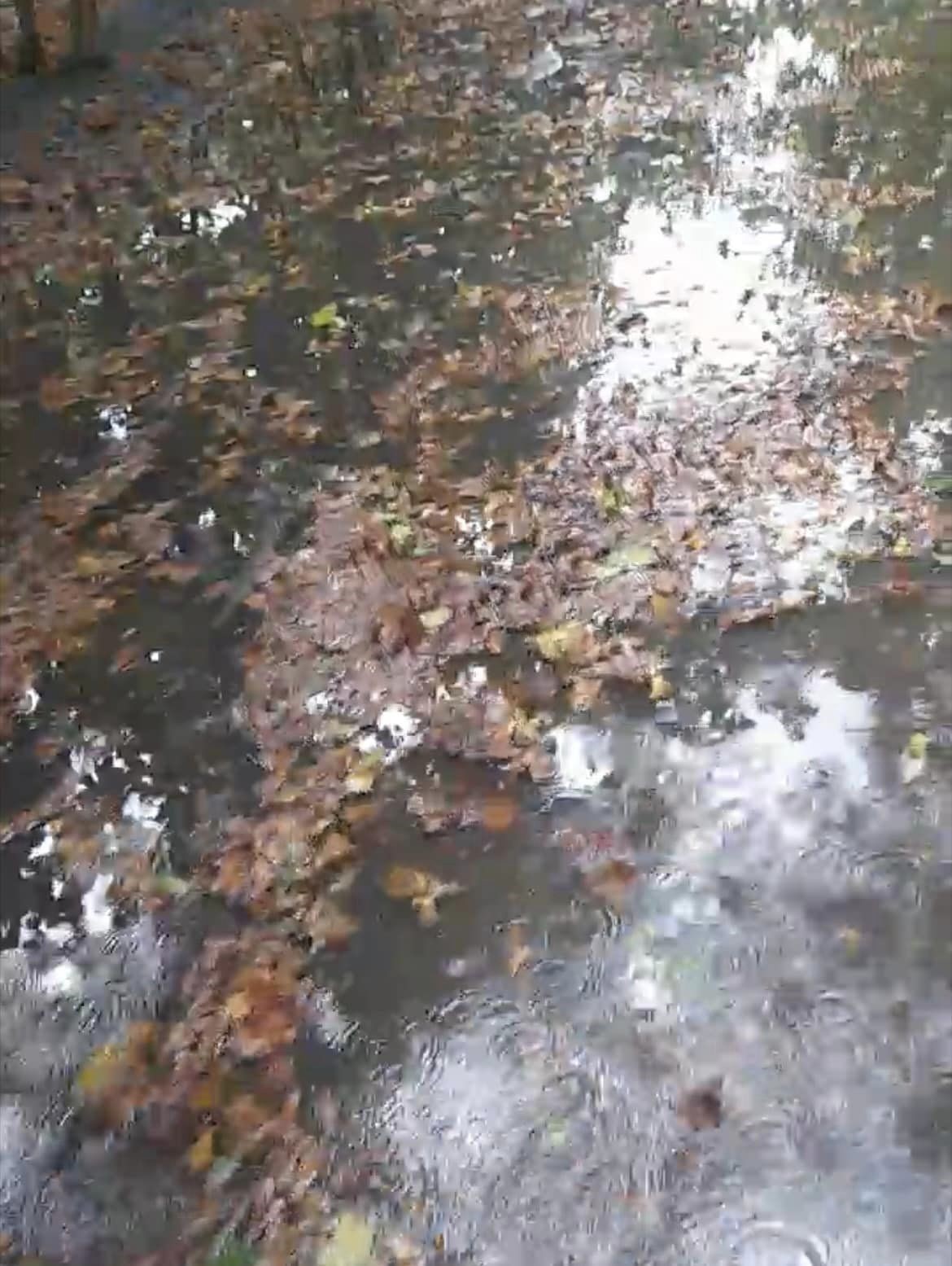 Samsun'un Çarşamba ilçesinde tarım araziler sular altında kaldı