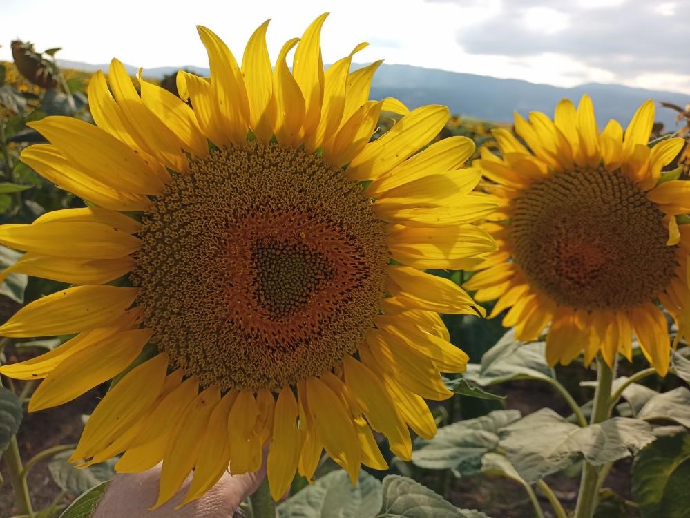 KARADENİZBİRLİK, 2024 ayçiçeği ön alım fiyatını 19 bin lira olarak belirledi