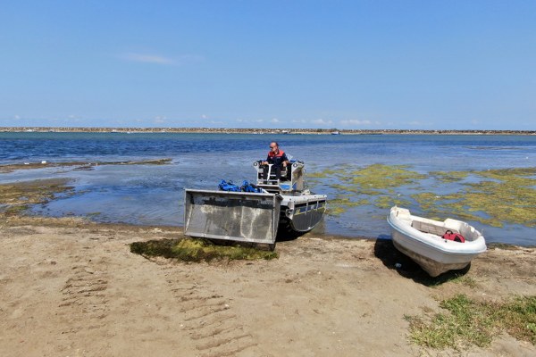 Samsun'da beklenen temizlik Kurupelit Yat Limanı'nda yosun temizliği başladı