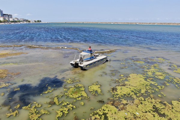 Samsun'da beklenen temizlik Kurupelit Yat Limanı'nda yosun temizliği başladı
