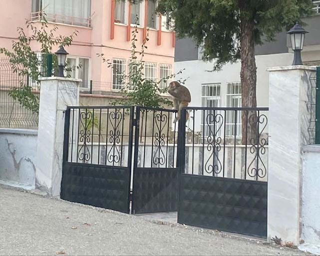 Karadeniz'de maymun alarmı! İnsanlara saldırıyor