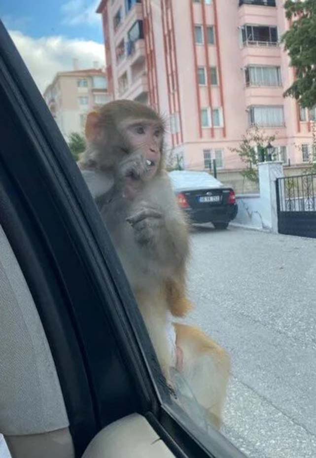 Karadeniz'de maymun alarmı! İnsanlara saldırıyor