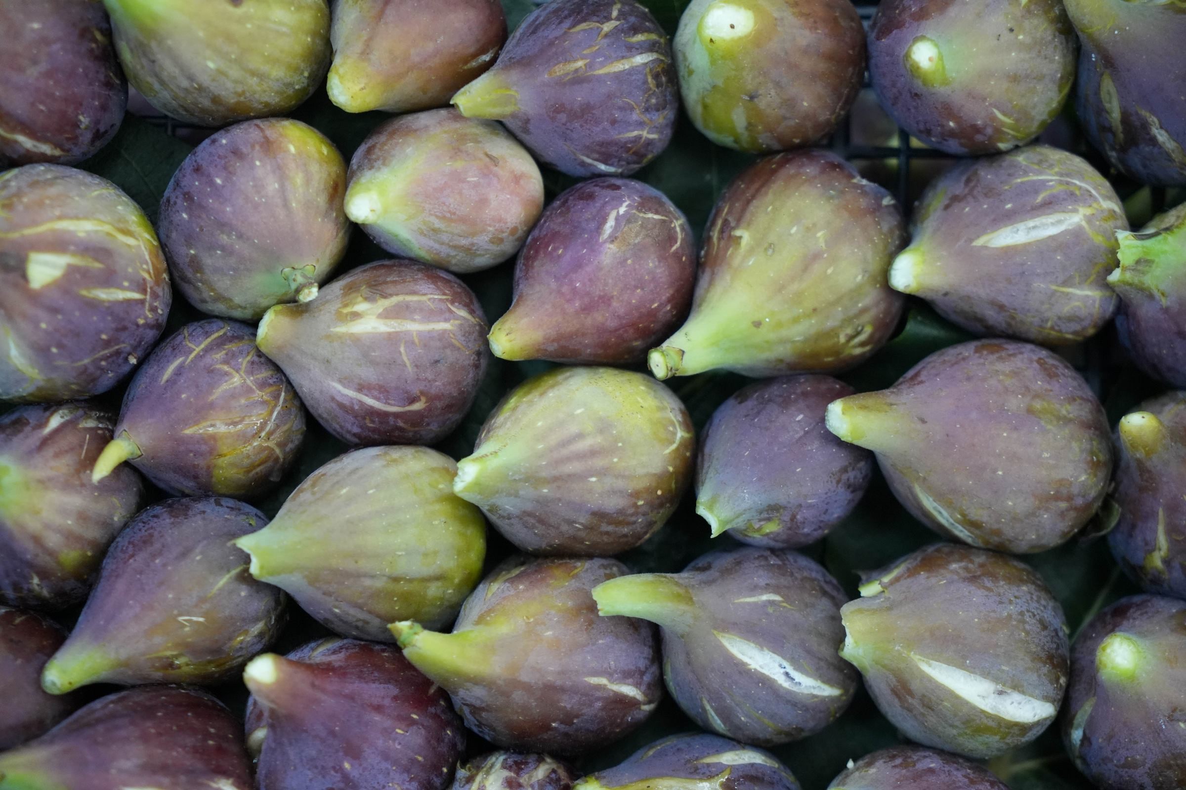 Samsun'un meşhur lezzeti mor patlıcan incirinin hasadı başladı