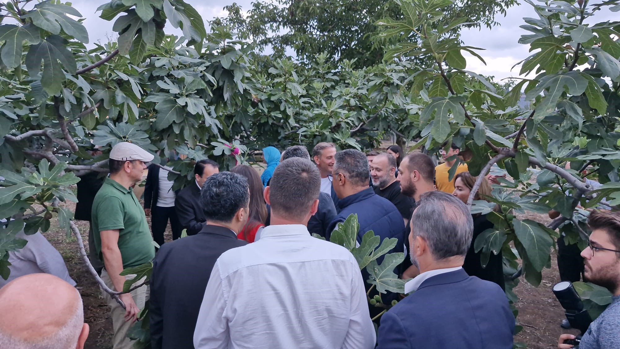 Samsun'un meşhur lezzeti mor patlıcan incirinin hasadı başladı