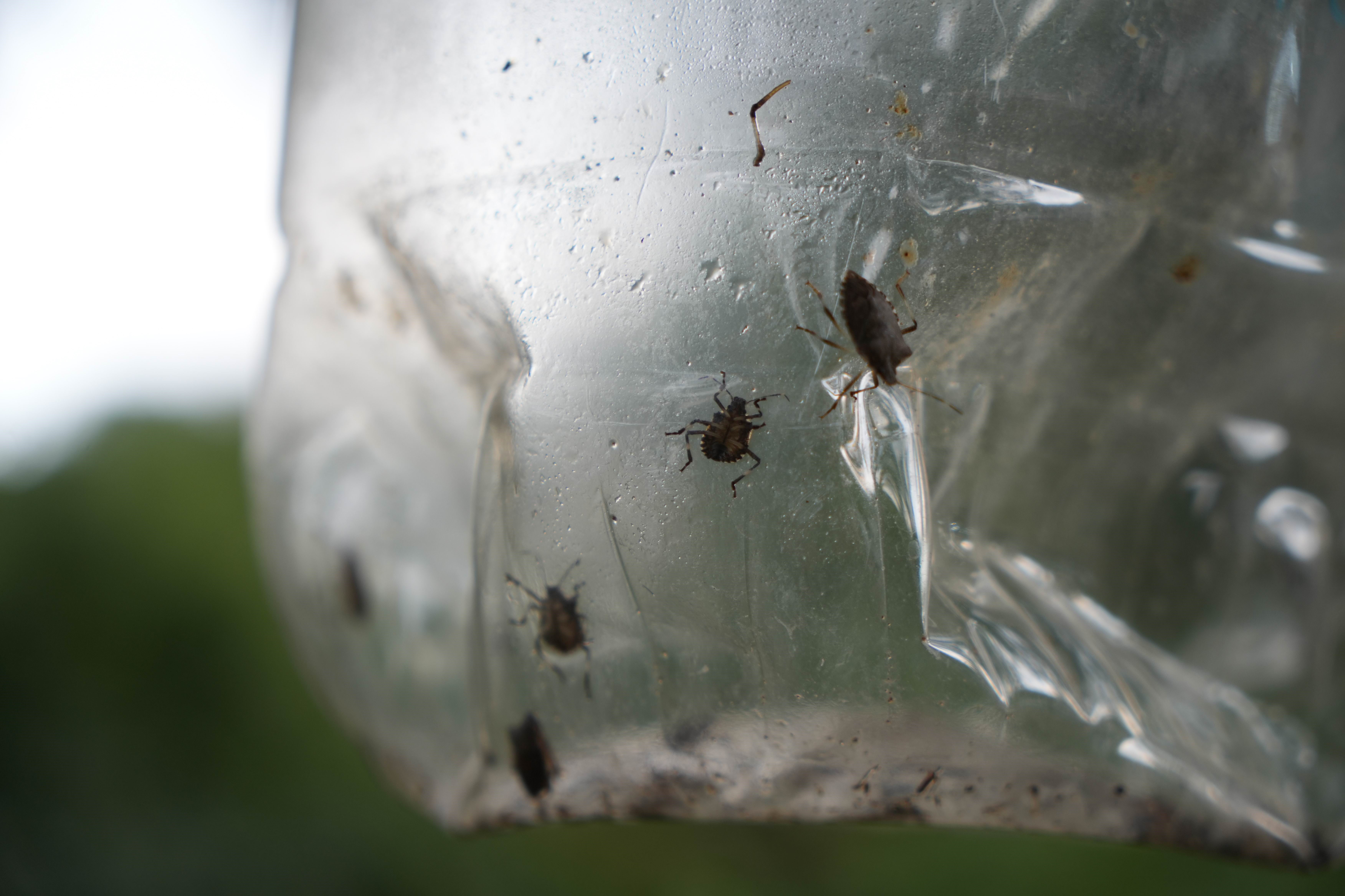 Samsun'da kahverengi kokarcaya karşı bahçeler ilaçlanacak