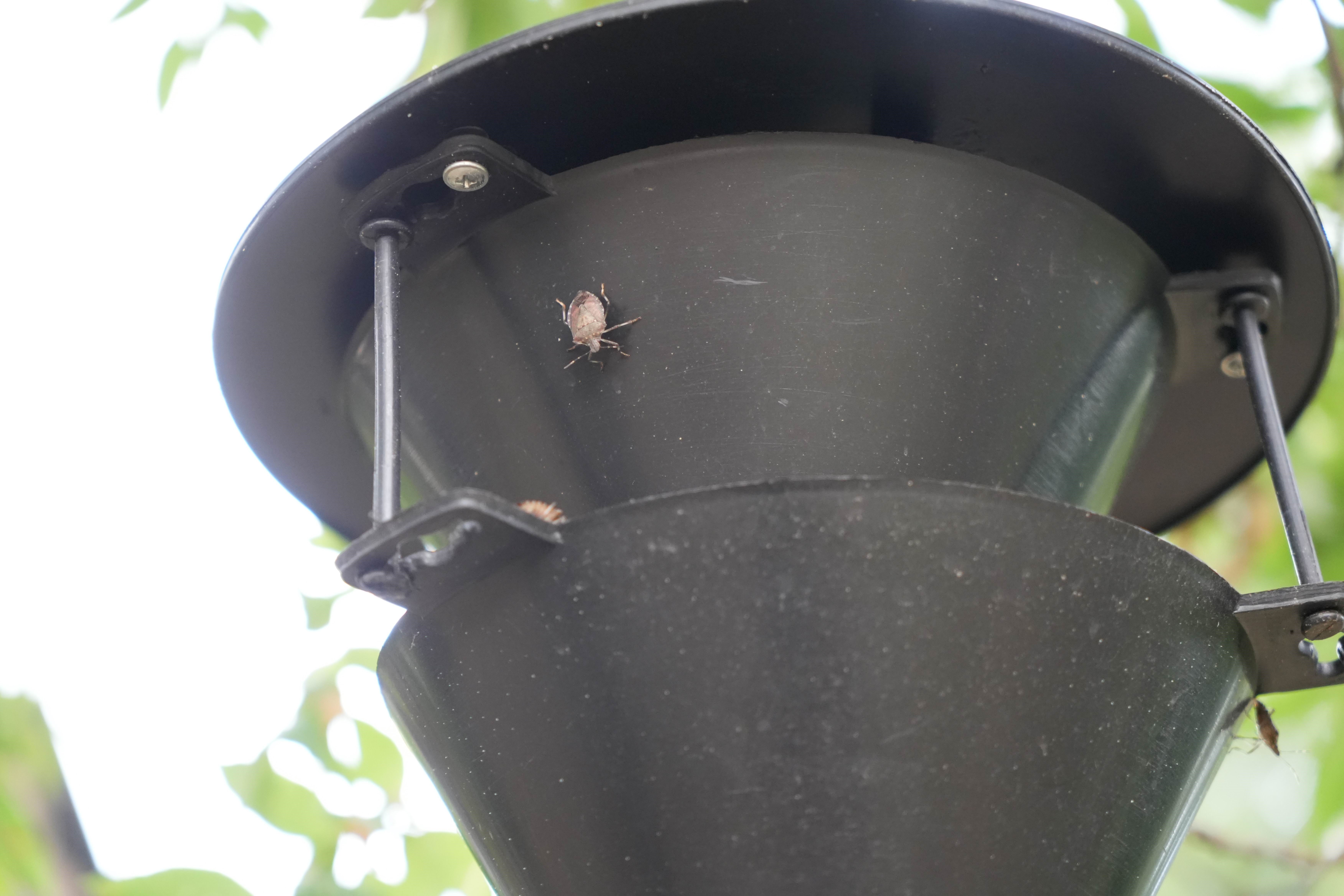 Samsun'da kahverengi kokarcaya karşı bahçeler ilaçlanacak