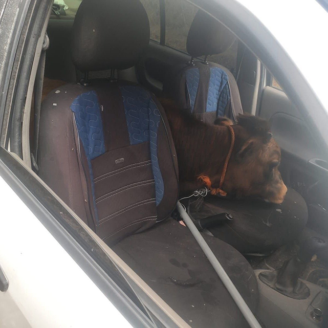 Polisin dur ihtarına uymayan araçtan çalıntı çıkan şey hayrete düşürdü