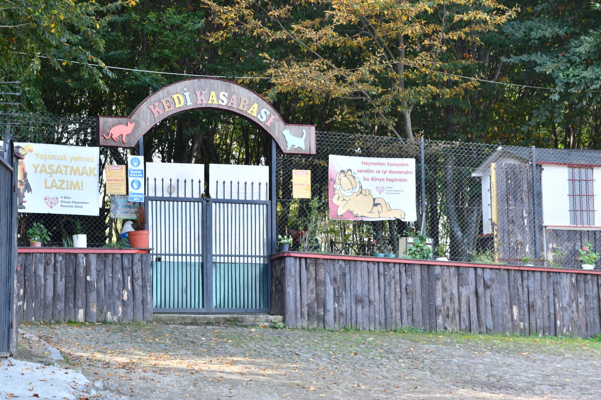 Samsun Kedi Kasabası Türkiye'ye örnek oluyor