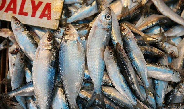 Hangi balık hangi ayda tüketilmeli?