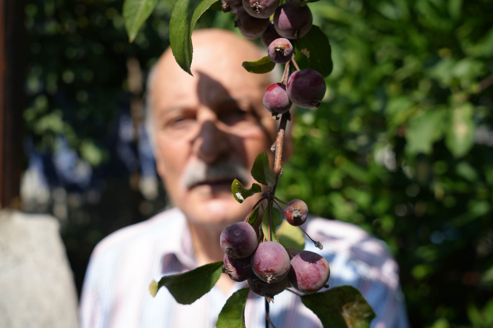 Egzotik meyvelerle Karadeniz'de tropikal bahçe yarattı