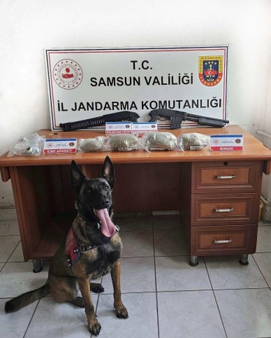Samsun'da bonzai operasyonu 3 kilo yakalandı