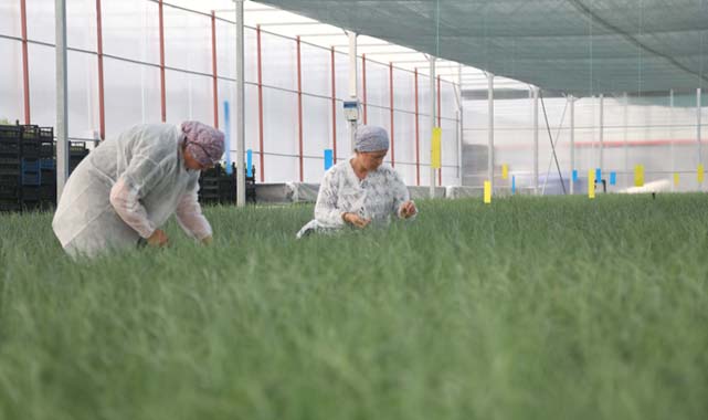 Samsun Bafra Sera OSB'de ilk fideler toprakla buluştu